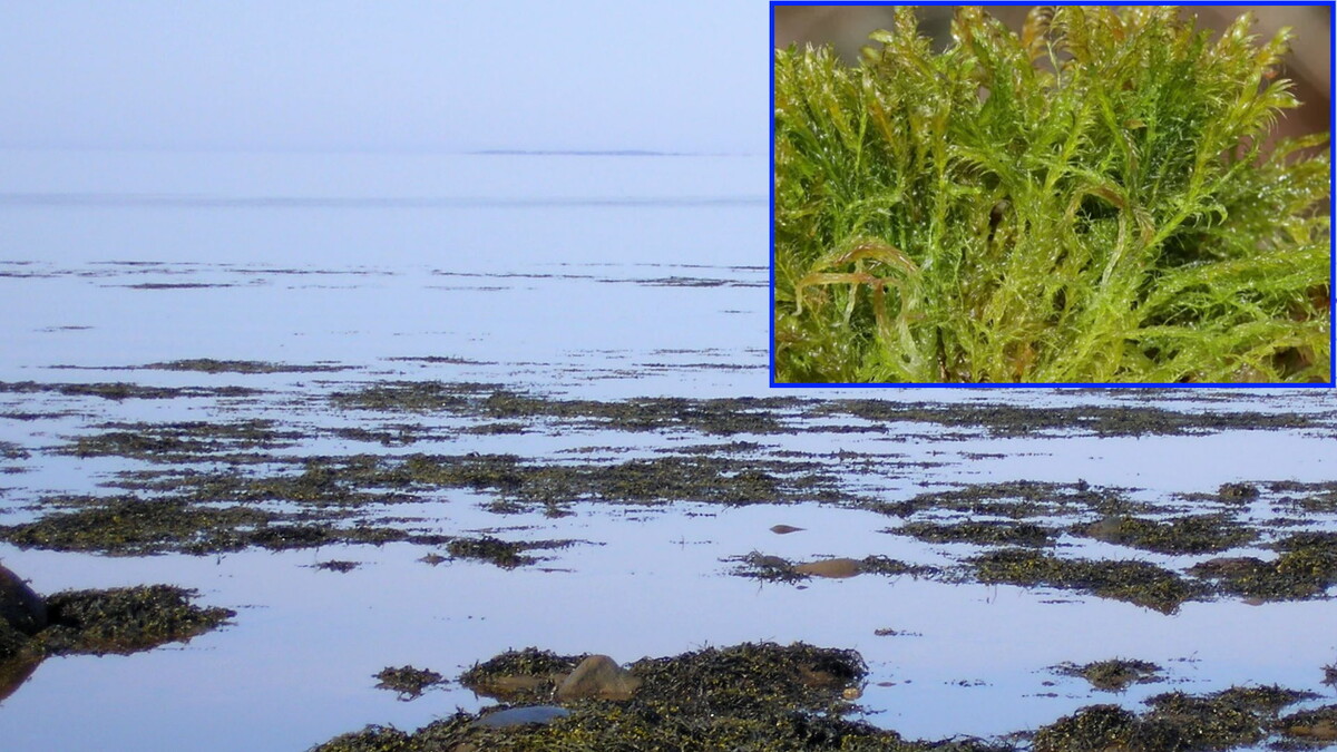 Мох рода Варнсторфия на Онеге. Когда он произрастает под водой, образует более длинные стебли, чем когда растёт на кромке воды. Его стебли длинее всем известного сфагнума, что даёт преимущество при прокладке брёвен