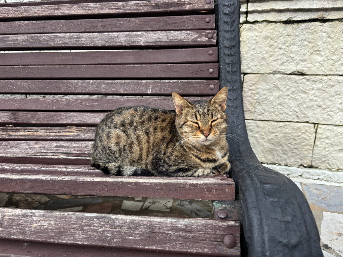 Фото автора. Местные котики всегда выглядят прекрасно 