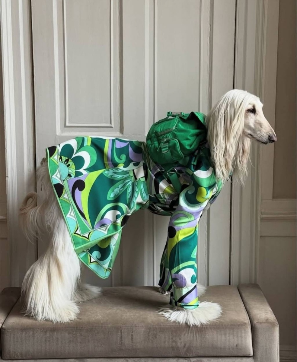 Афганская борзая Саманта собака из Эдинбурга