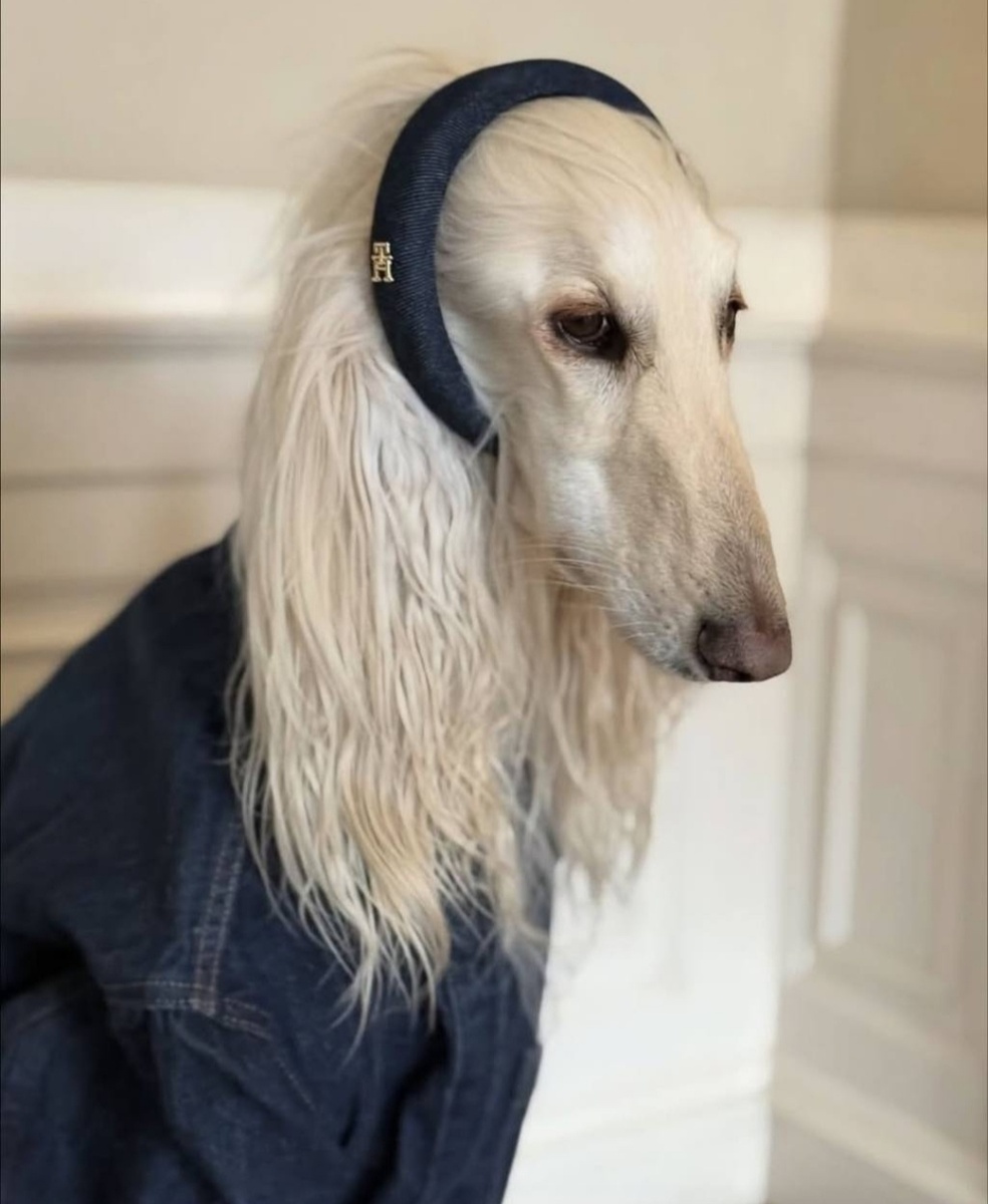 Афганская борзая Саманта собака из Эдинбурга