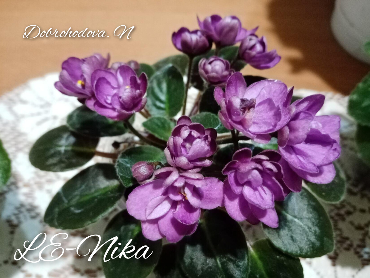 сортик в моей коллекции/фото автора