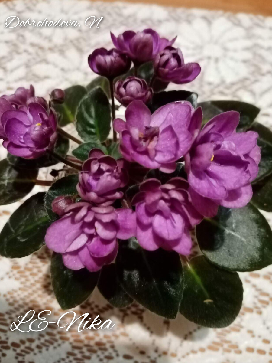 в цветении сорт /фото автора