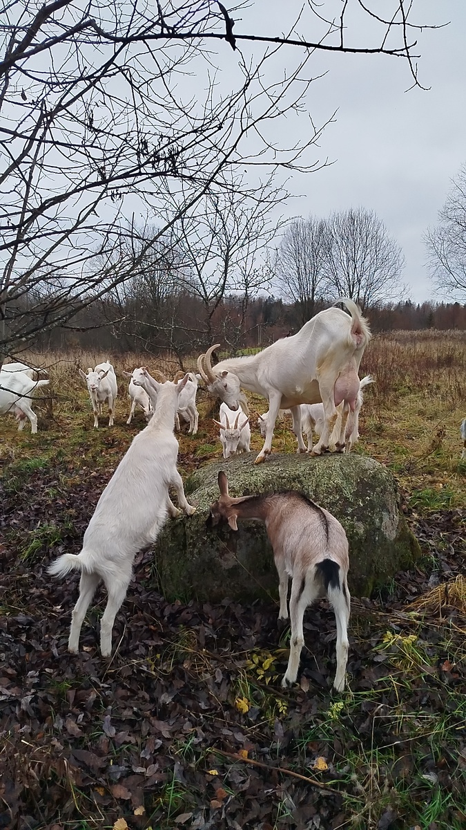 Любимая игра "царь горы"