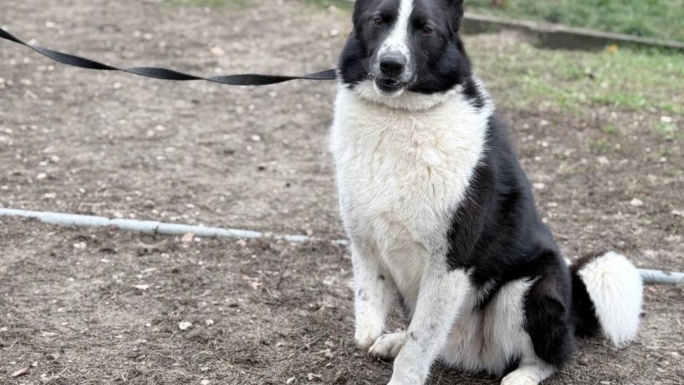 Чтобы выжить Карат сознательно стал инвалидом, но его жизнь оказалась никому не нужна