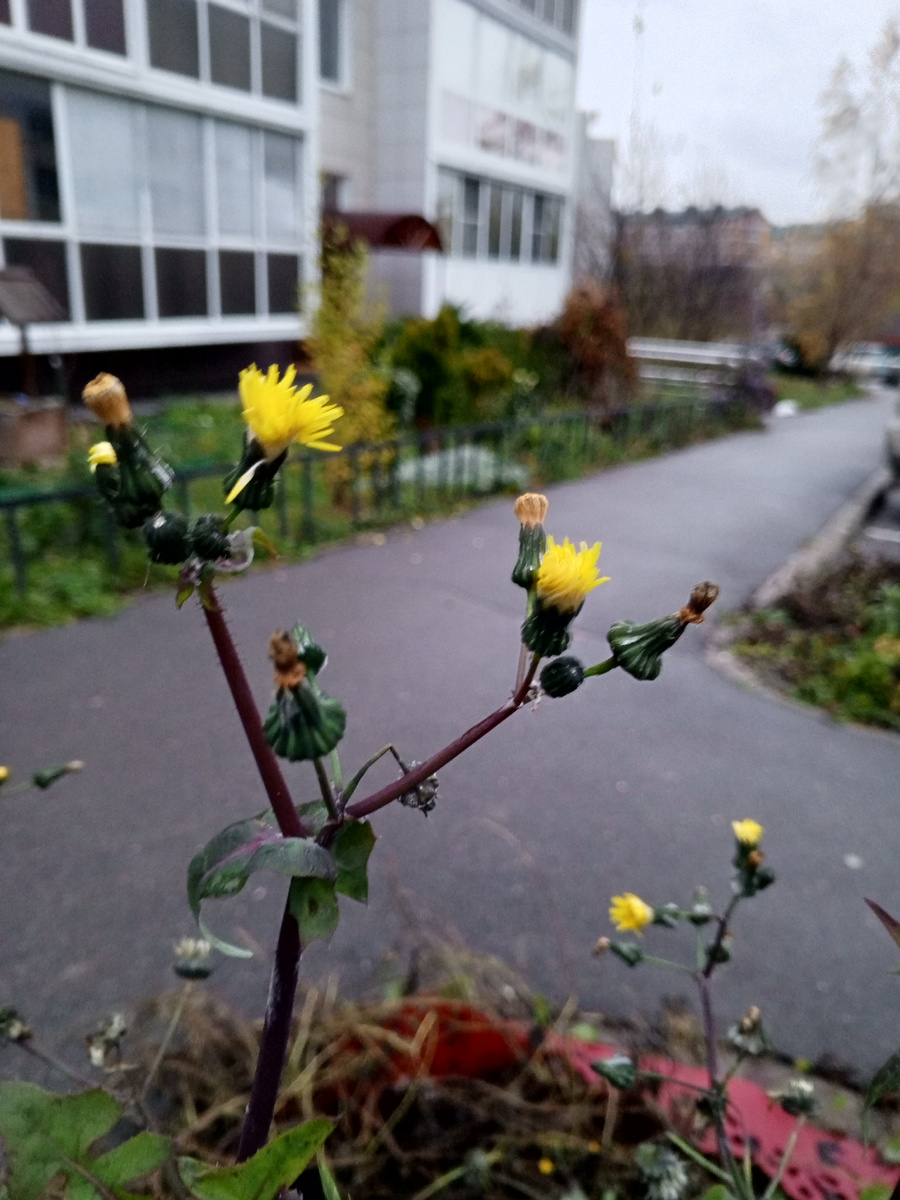Конец октября. Москва.