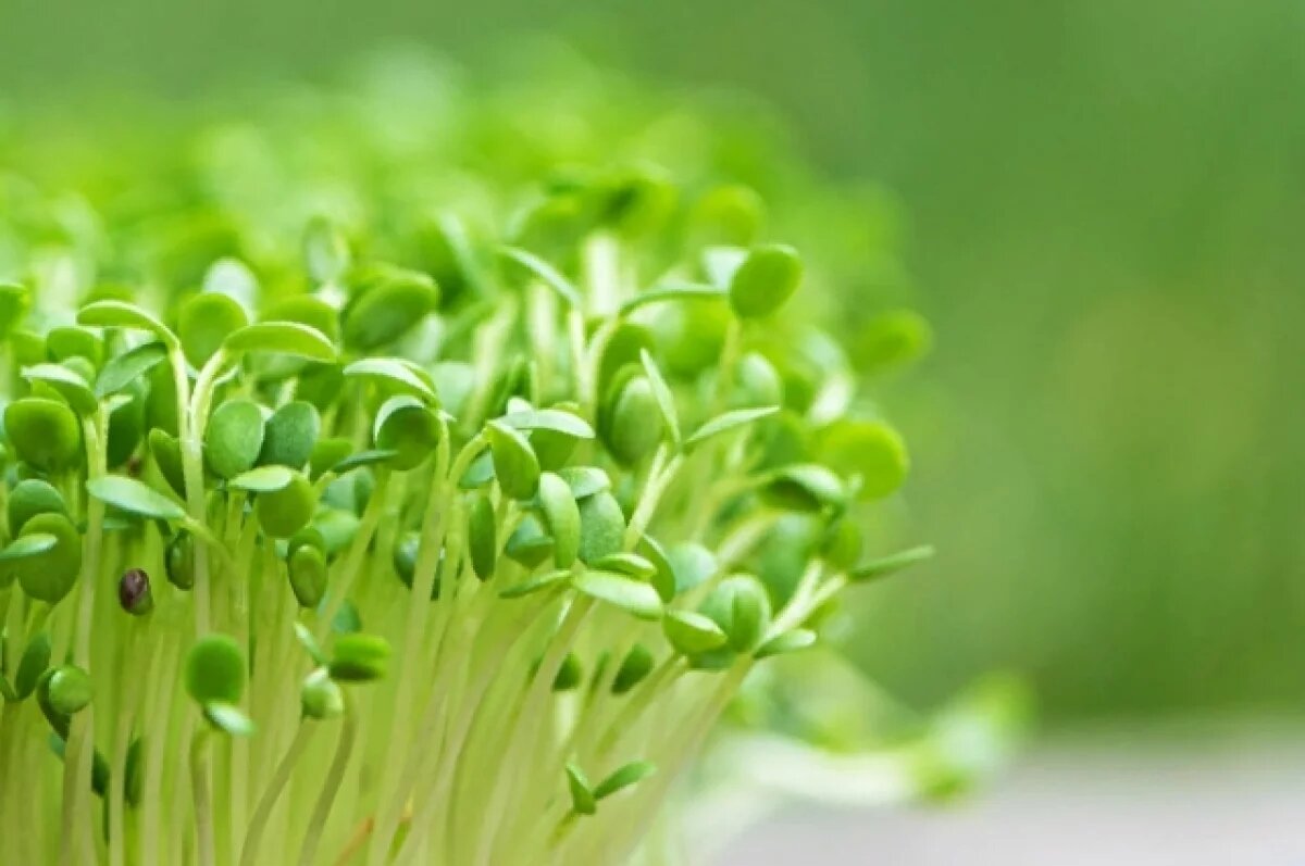    Омские школьники выращивают микрозелень и осваивают 3D-печать в ОмГАУ