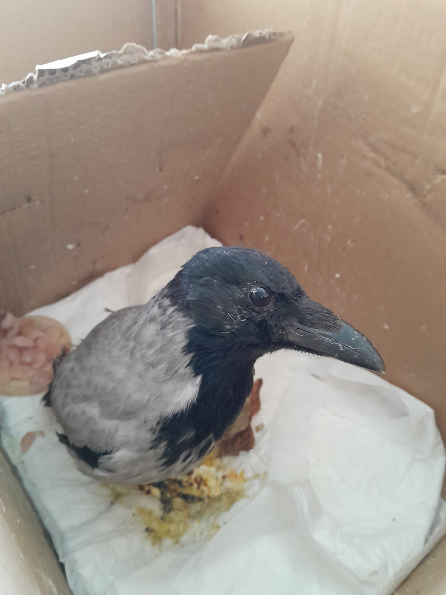 В коробке от пылесоса.