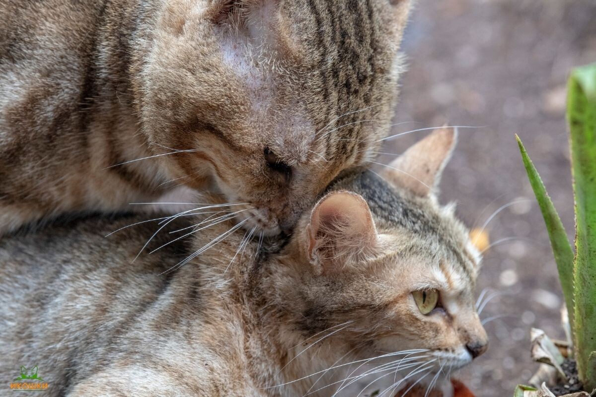 Кот прикусывает кошку за кожу на загривке