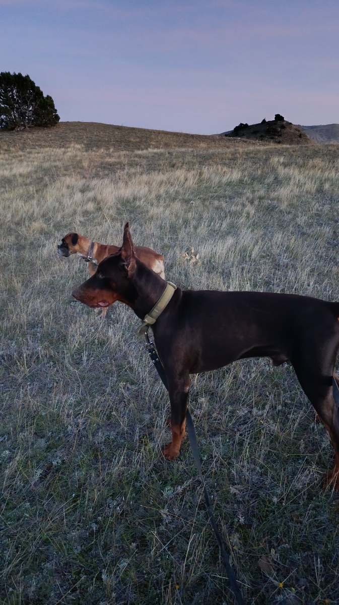 Гера и Апельсин