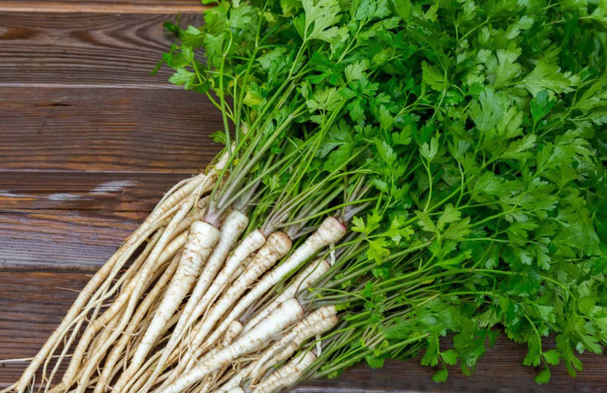 корневая петрушка