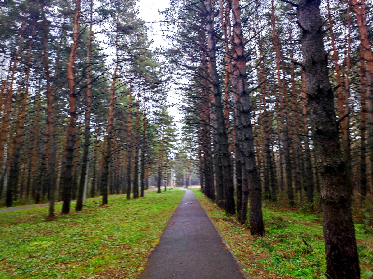 Тропа в лес 