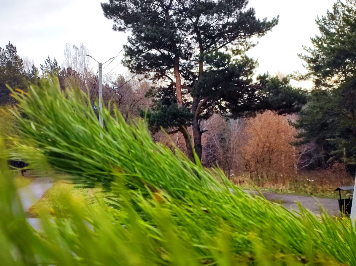 Моя прогулка в Лесном городке 