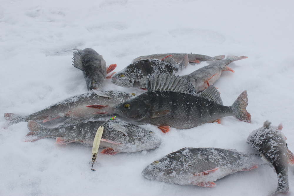 фото: Андрей Спирин