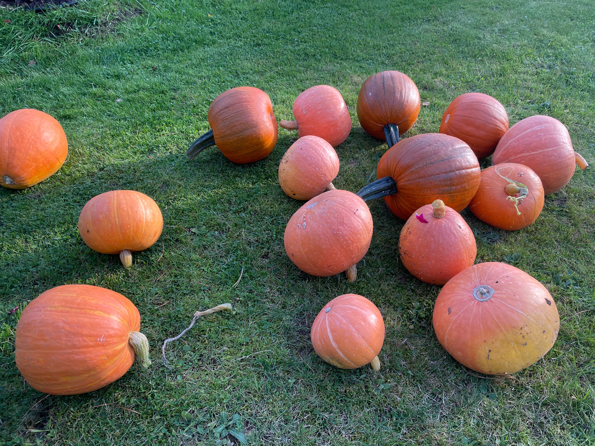 Осень — время тыкв!
