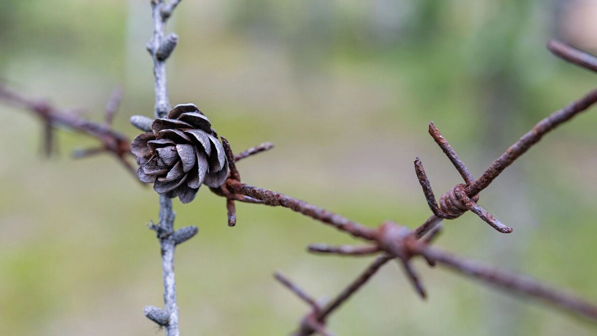    Фото: Александр Чирва / «Ямал-Медиа»