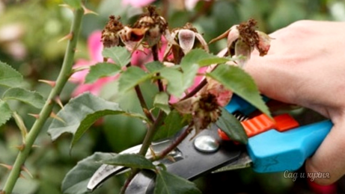 Обрезка роз.