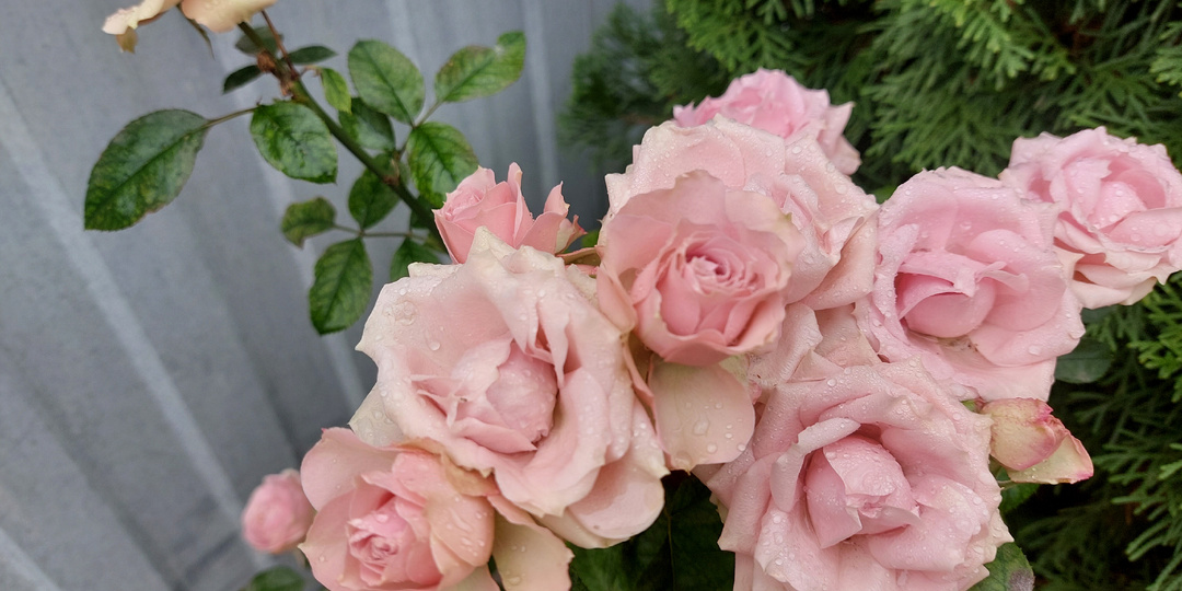 Пора подготовить розы к зиме. Простые и нужные советы!🔥