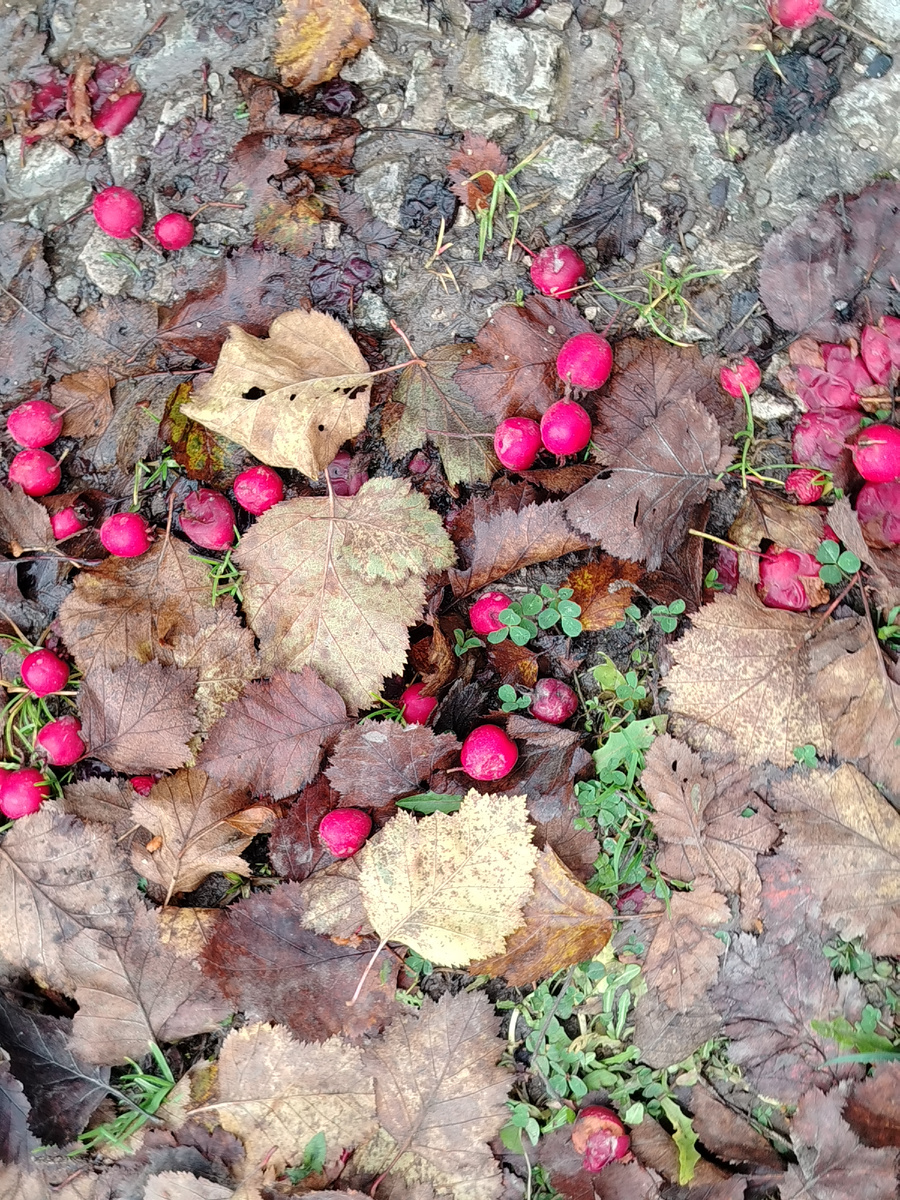 Боярышник уже осыпался