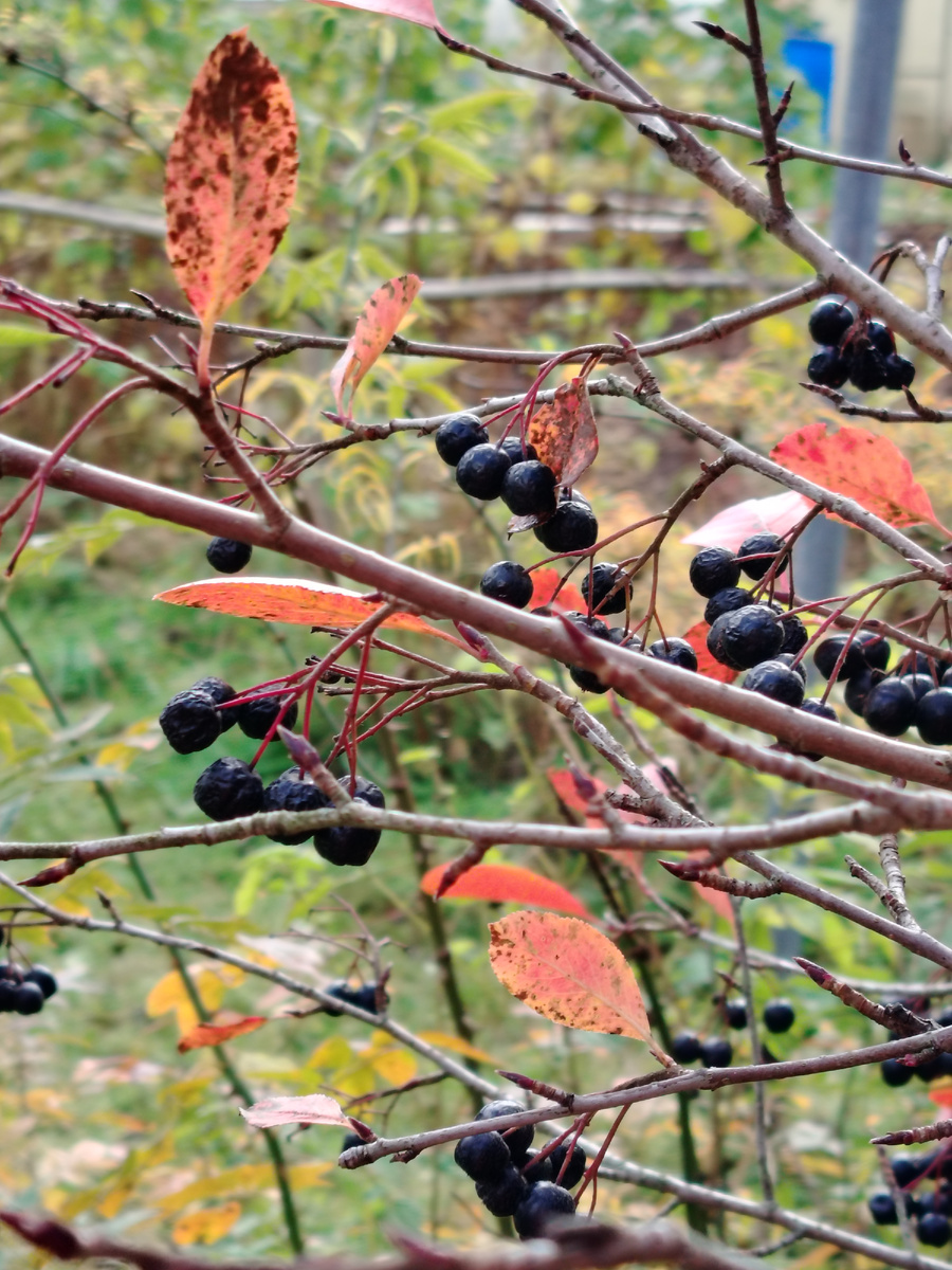 Арония в этом году удалась, и пироги печём и компот варим, настоечку тоже поставили