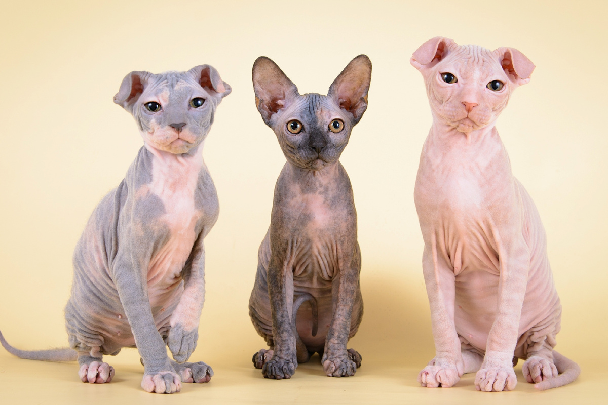 Вариации бесшерстных кошек: порода признанная и экспериментальная. Фото из интернета