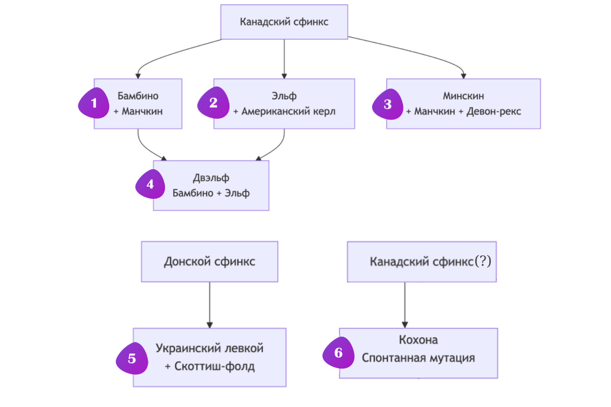 Развитие новых породных групп: схема