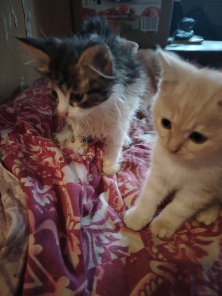 Игнатушка и Наумушка