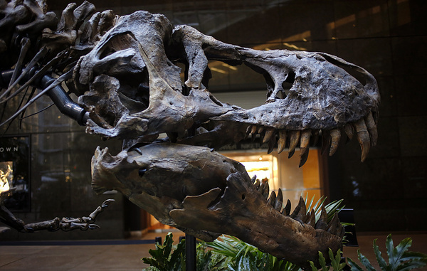    Nanotyrannus lancensis  REUTERS/Shannon Stapleton