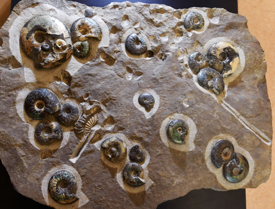    Илья Наймушин/РИА Новости