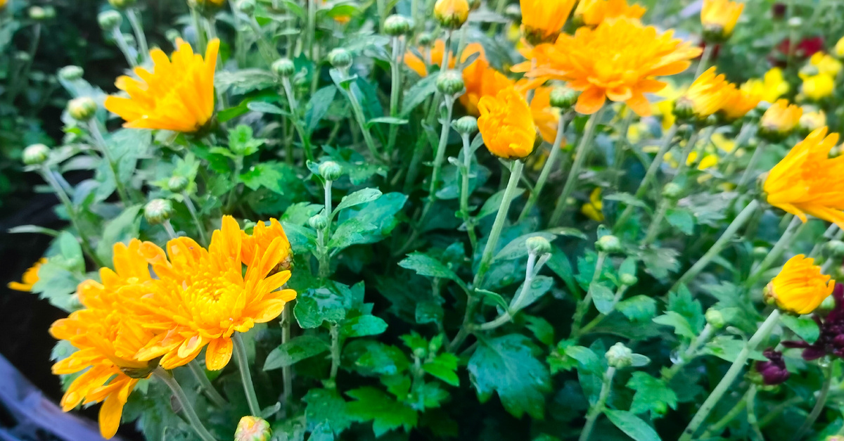 Видно, нам встреч не праздновать, У нас судьбы разные.... Н. Доризо