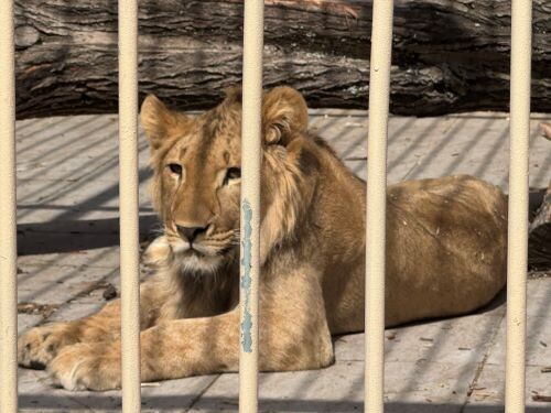 Его величество)