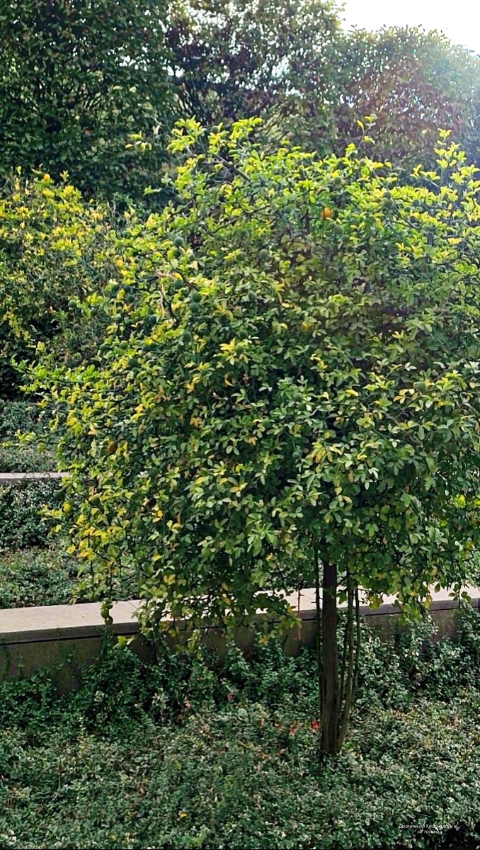 🌳🍋🌳🍋🌳🍋🌳