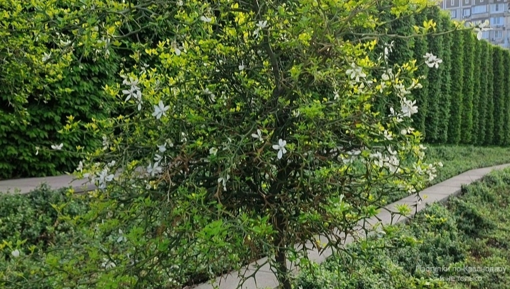 🌿🌸🌿🌸🌿🌸🌿