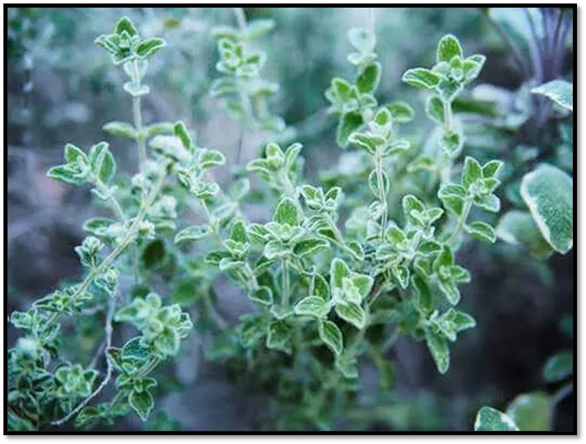 Библейский иссоп – чудесное растение, произрастающее в Иерусалиме, на холмах вокруг Латрунского монастыря