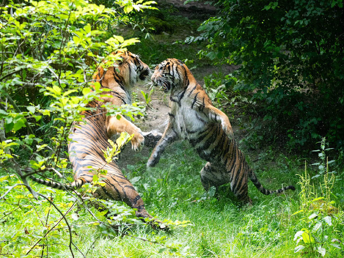 blacktigersdream, CC BY-NC-ND 4.0