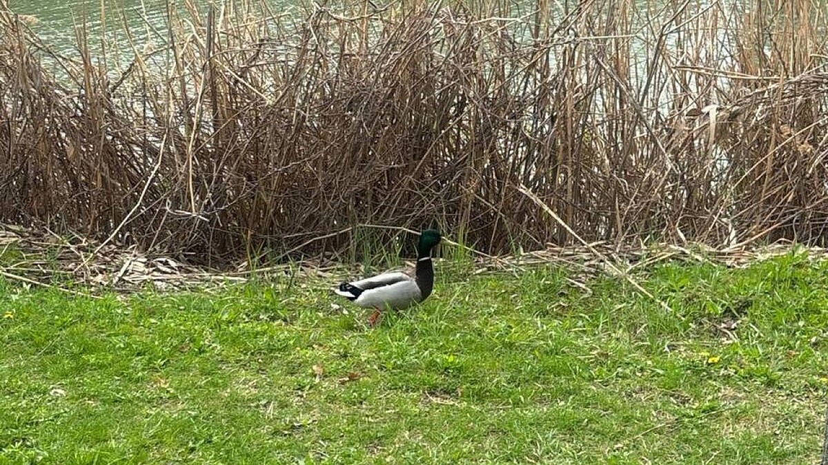    Фото: телеканал «Краснодар»