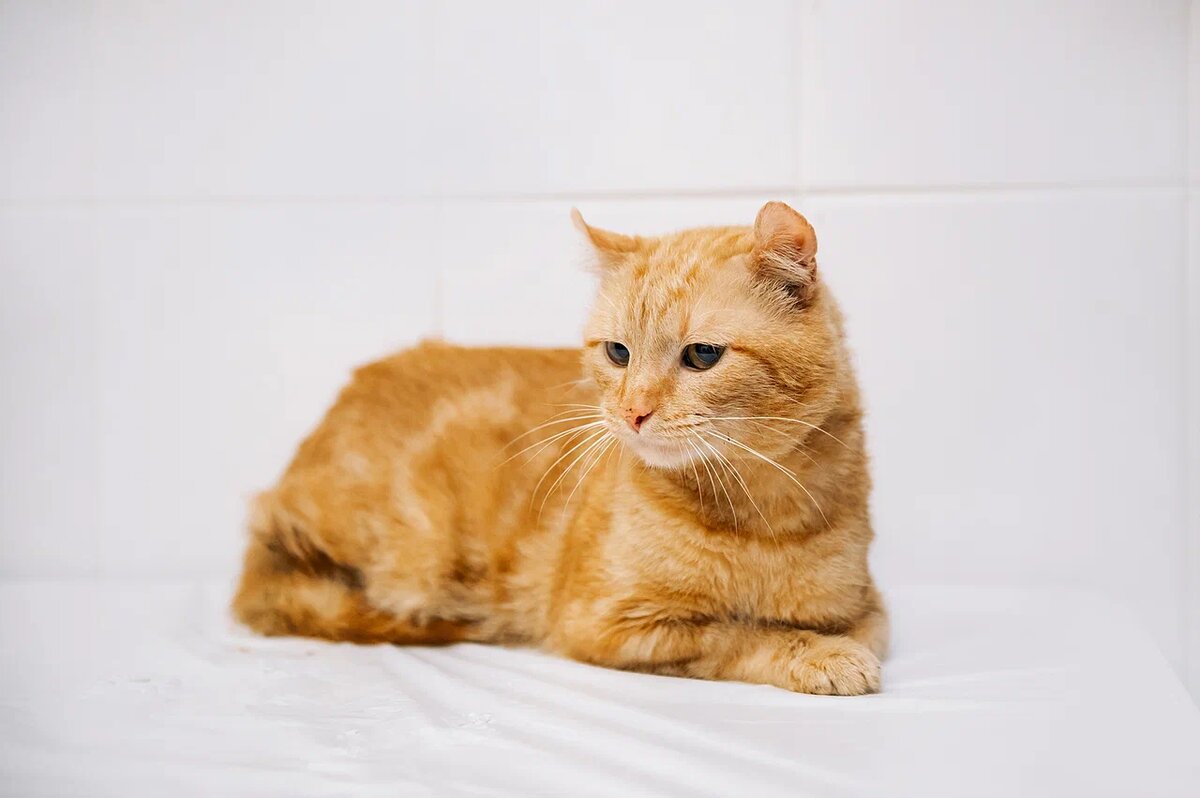 Докс спокойный и скромный кот, который ждет свою семью