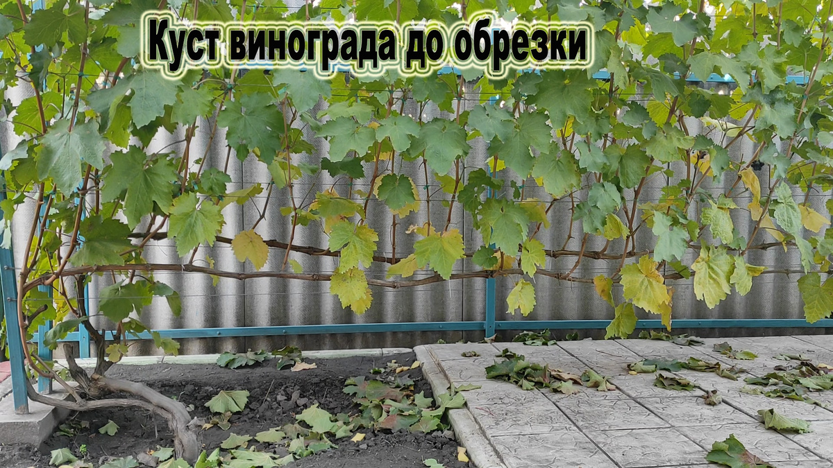 Куст винограда до обрезки.