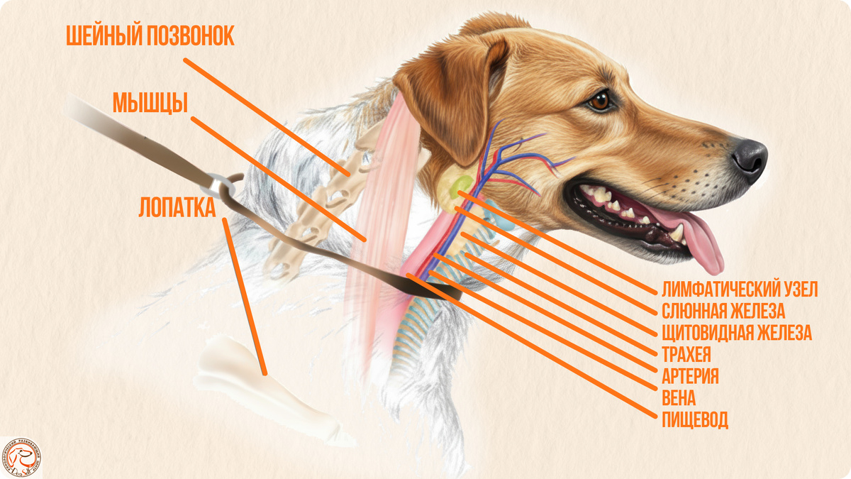 Анатомия шеи собаки: эта иллюстрация наглядно показывает, какие уязвимые органы (трахея, щитовидная железа, позвонки) находятся под давлением ошейника | Изображение: DogSelf