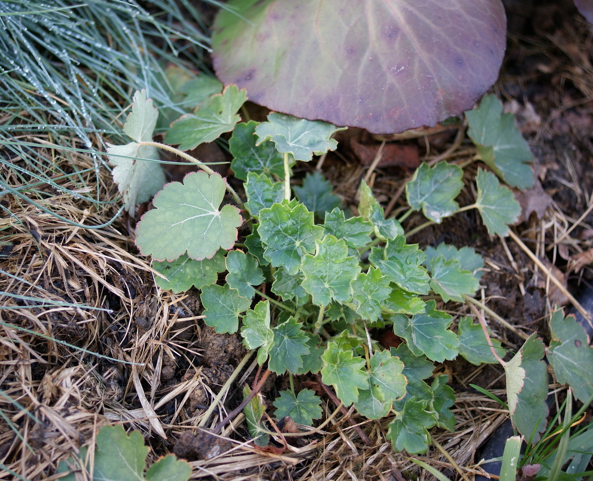 Наверняка самый простой сорт, что идеально для меня. 