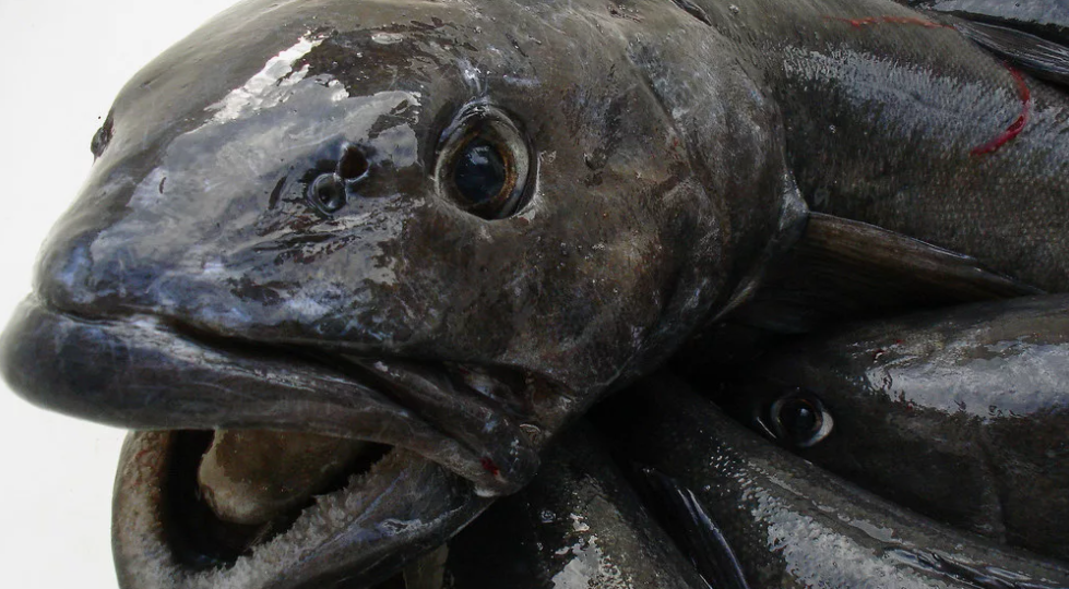 2000 за кг. Что за угольная рыба появилась в наших магазинах. Почему её называют треской, хотя она не имеет к ней отношения