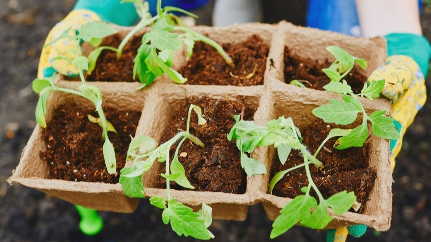 Свежая дата фасовки - первый признак качественных семян