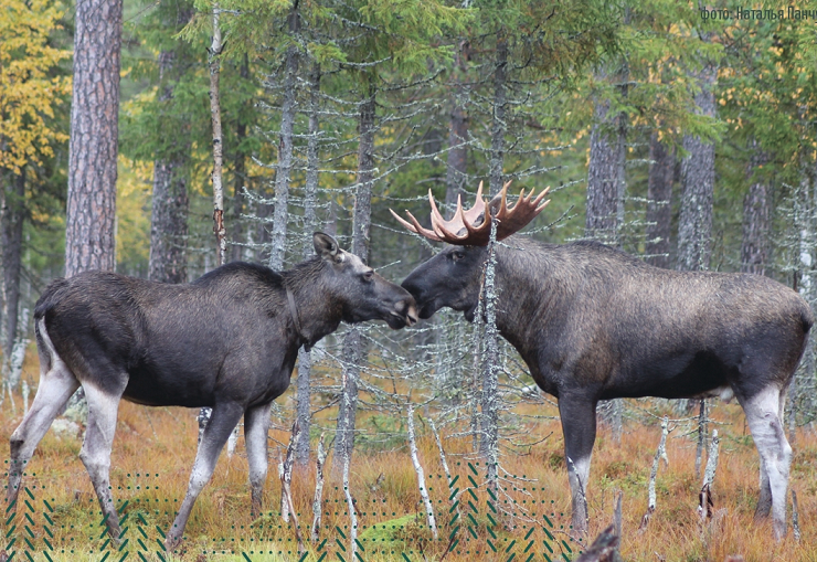 Фотография с сайта нашей лосефермы