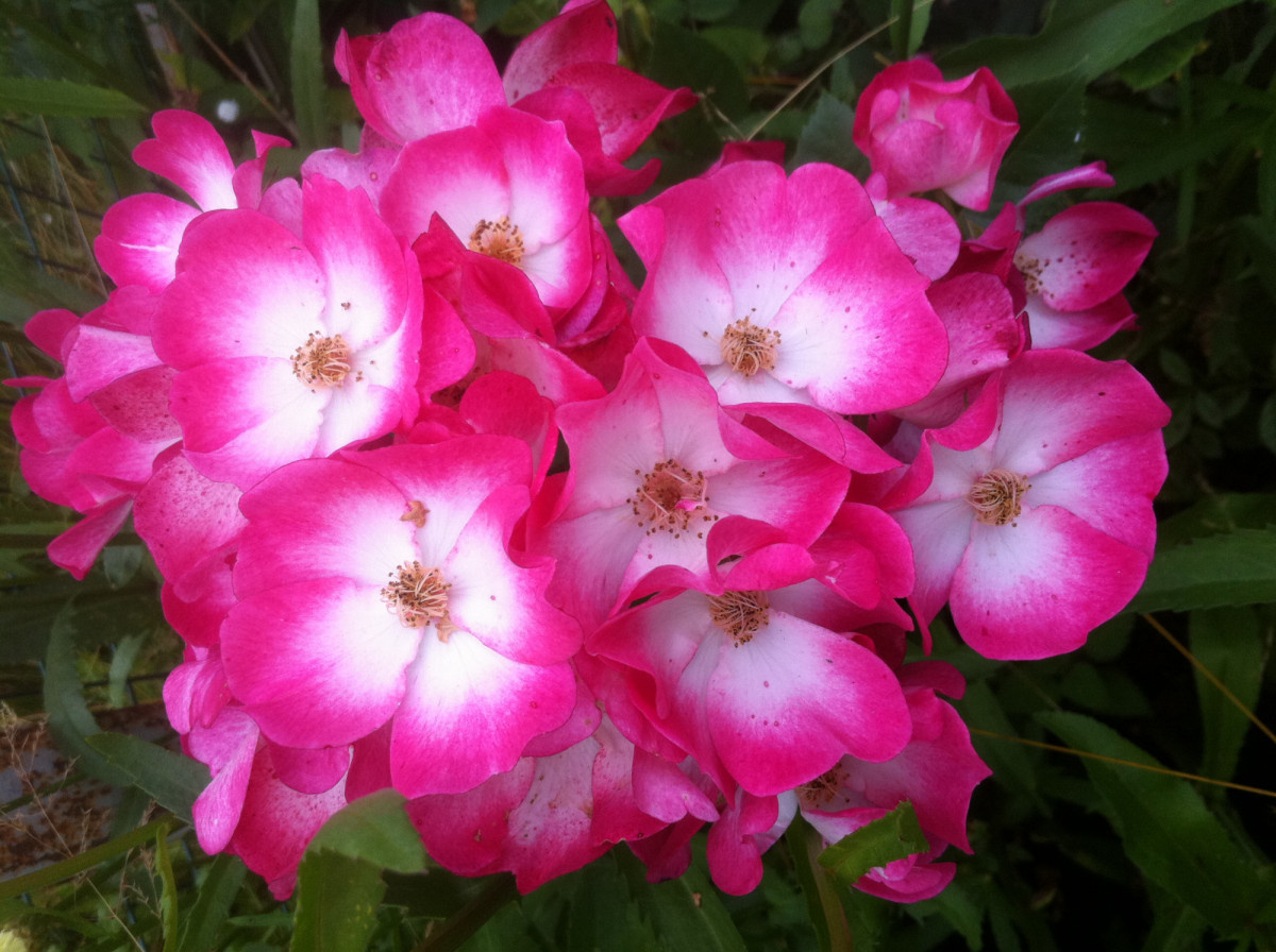 Листайте галерею вправо. Букаву, фото автора