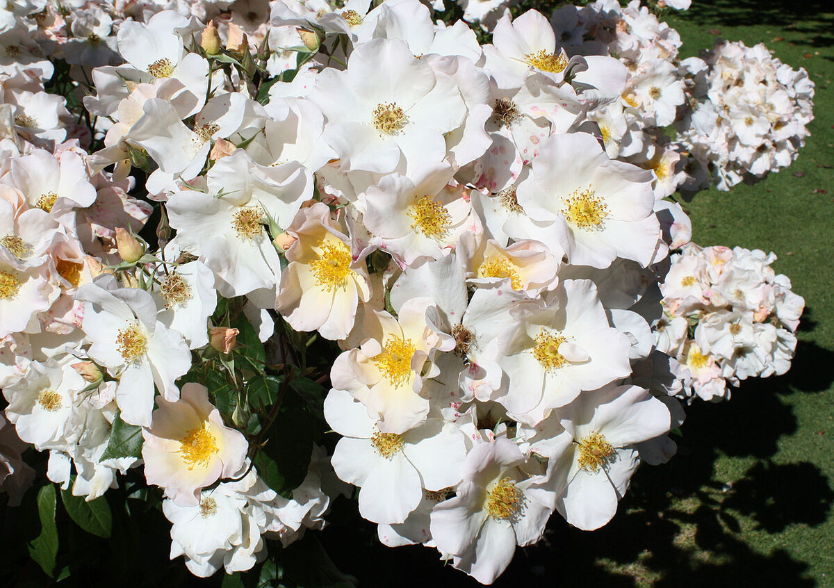 Листайте галерею вправо. Салли Холмс, фото автора