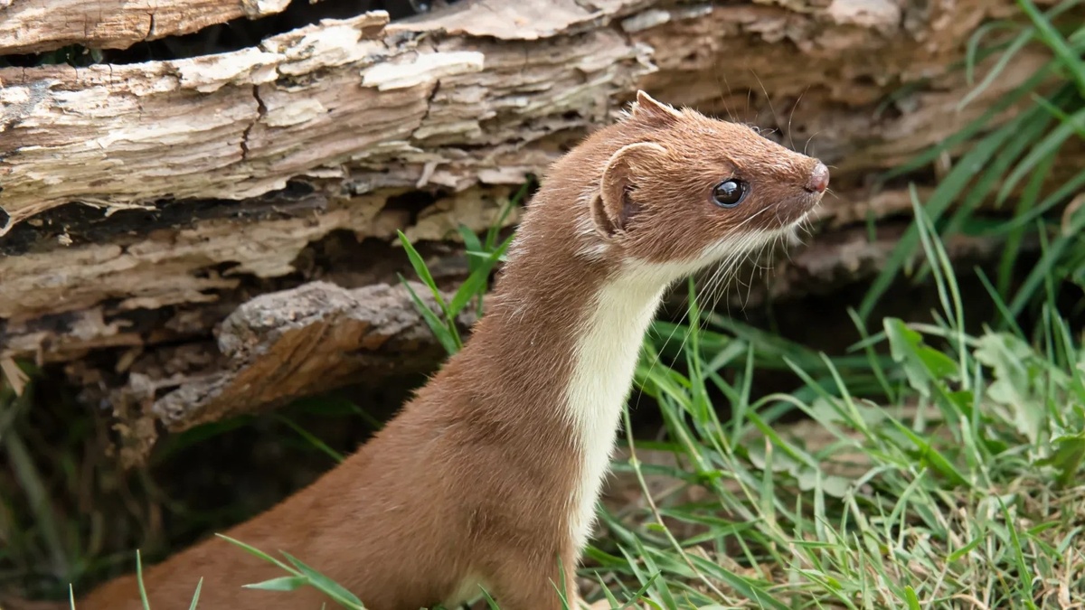 Фото с сайта: https://airflow.jakkilby.co.uk/leila+stoat