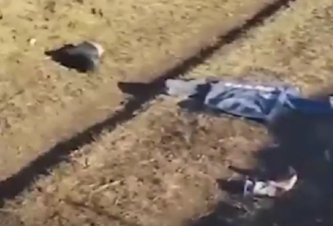    Чиновники утверждают, что заявок на отлов из Теремка не поступало. Однако местные говорят иное. Результат - в поле погиб 10-летний мальчик. Скриншот: видео МВД