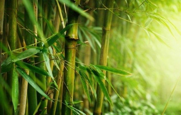 Источник изображения https://gaku.ru/news/2021/07/16/Tokyo_bamboo_forest.html