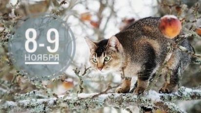 Нумерологический прогноз на 8-9 ноября