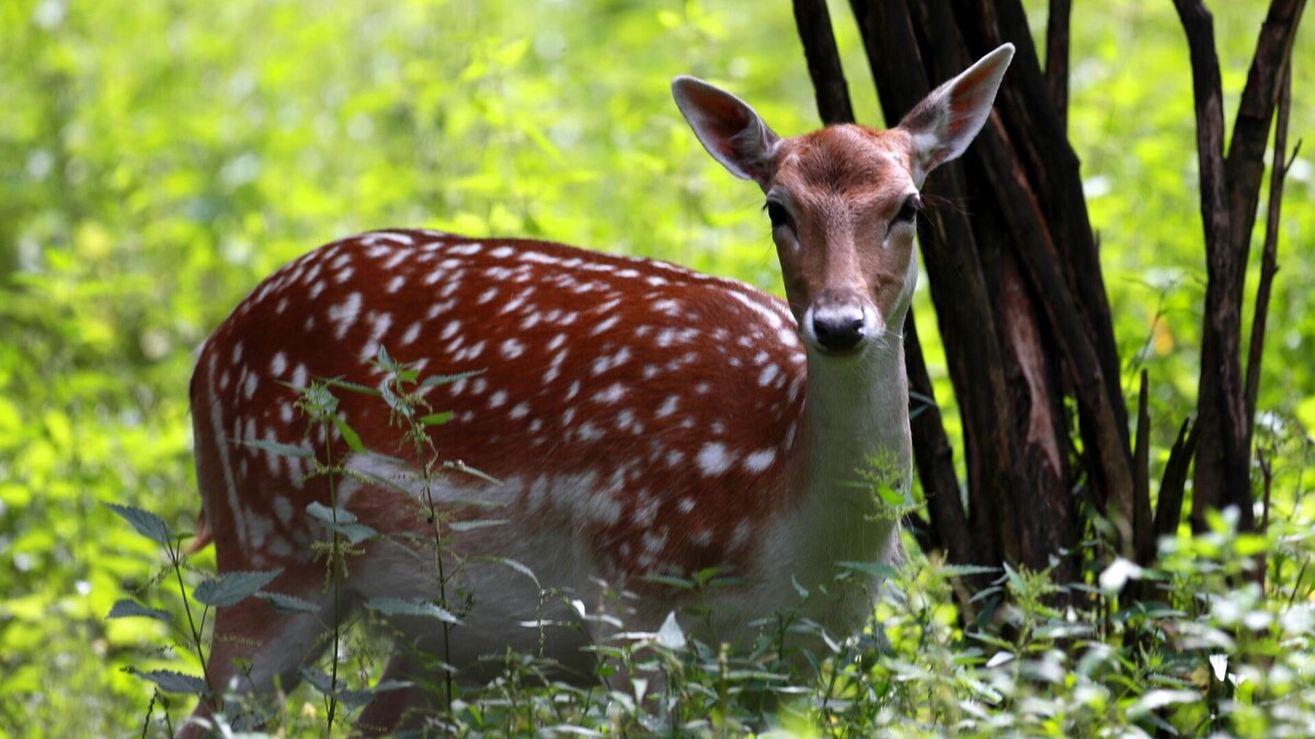 Фото с сайта: https://ria.ru/20220920/zhivotnye-1818415367.html