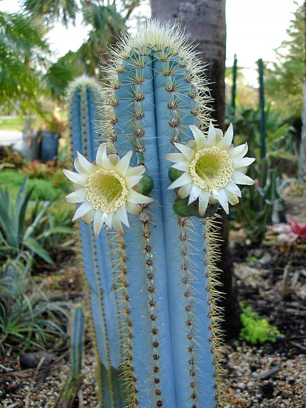 Цереус. http://florapedia.ru/media/pic_full/1/5481.jpg